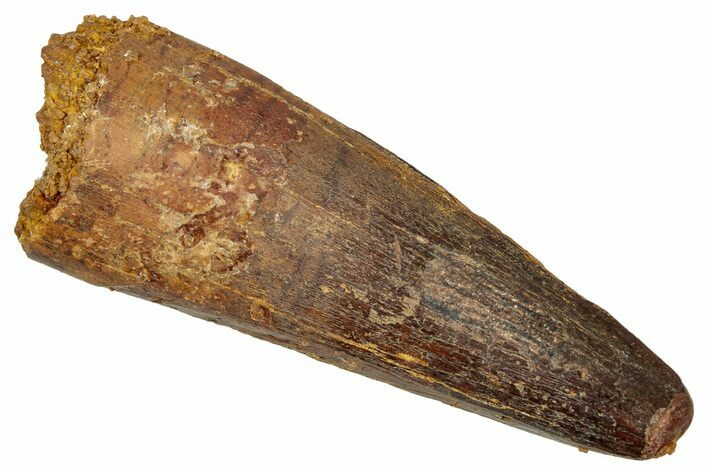 Fossil Spinosaurus Tooth - Real Dinosaur Tooth #340672